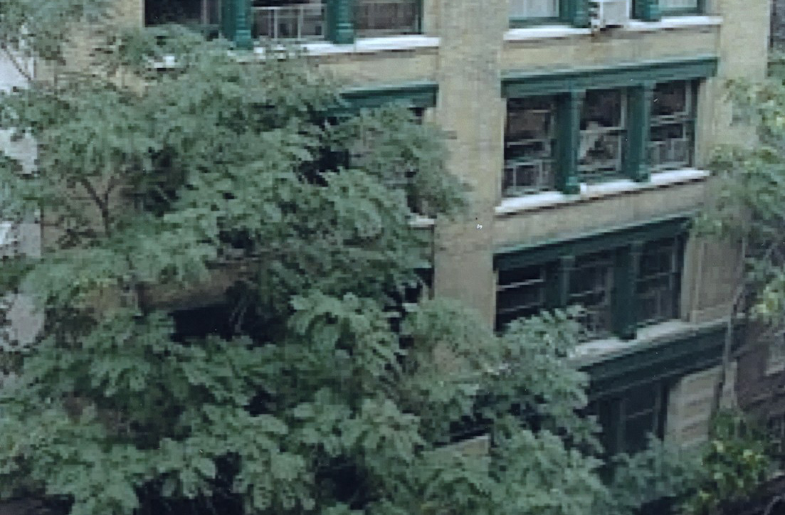 A Tree Grows in SoHo